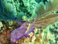   Moose Horn Coral  